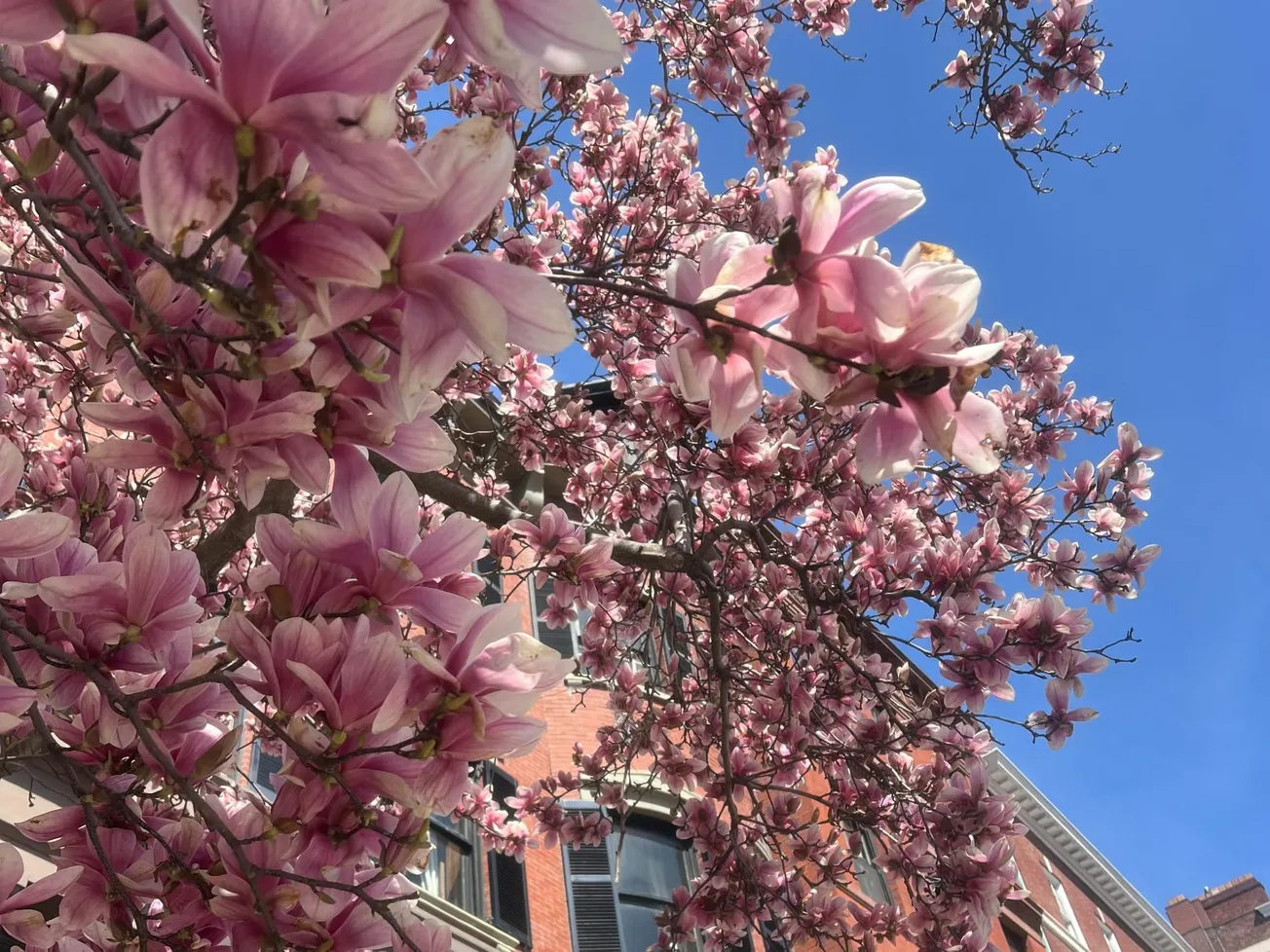 ¿Qué hacer en Boston esta semana?