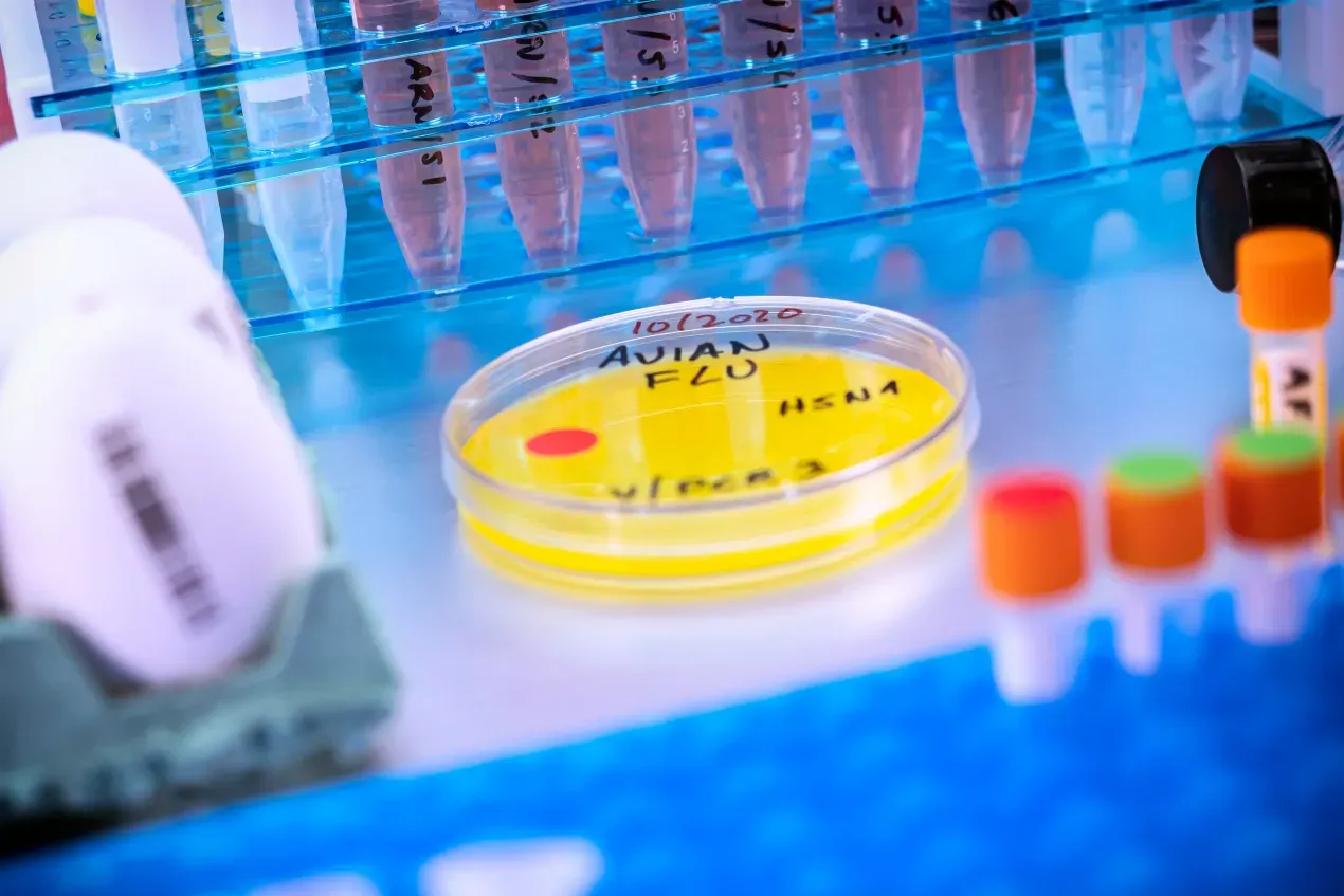 Las pruebas para la gripe aviar son difíciles de conseguir. ¿Cómo saber si estamos en una pandemia?