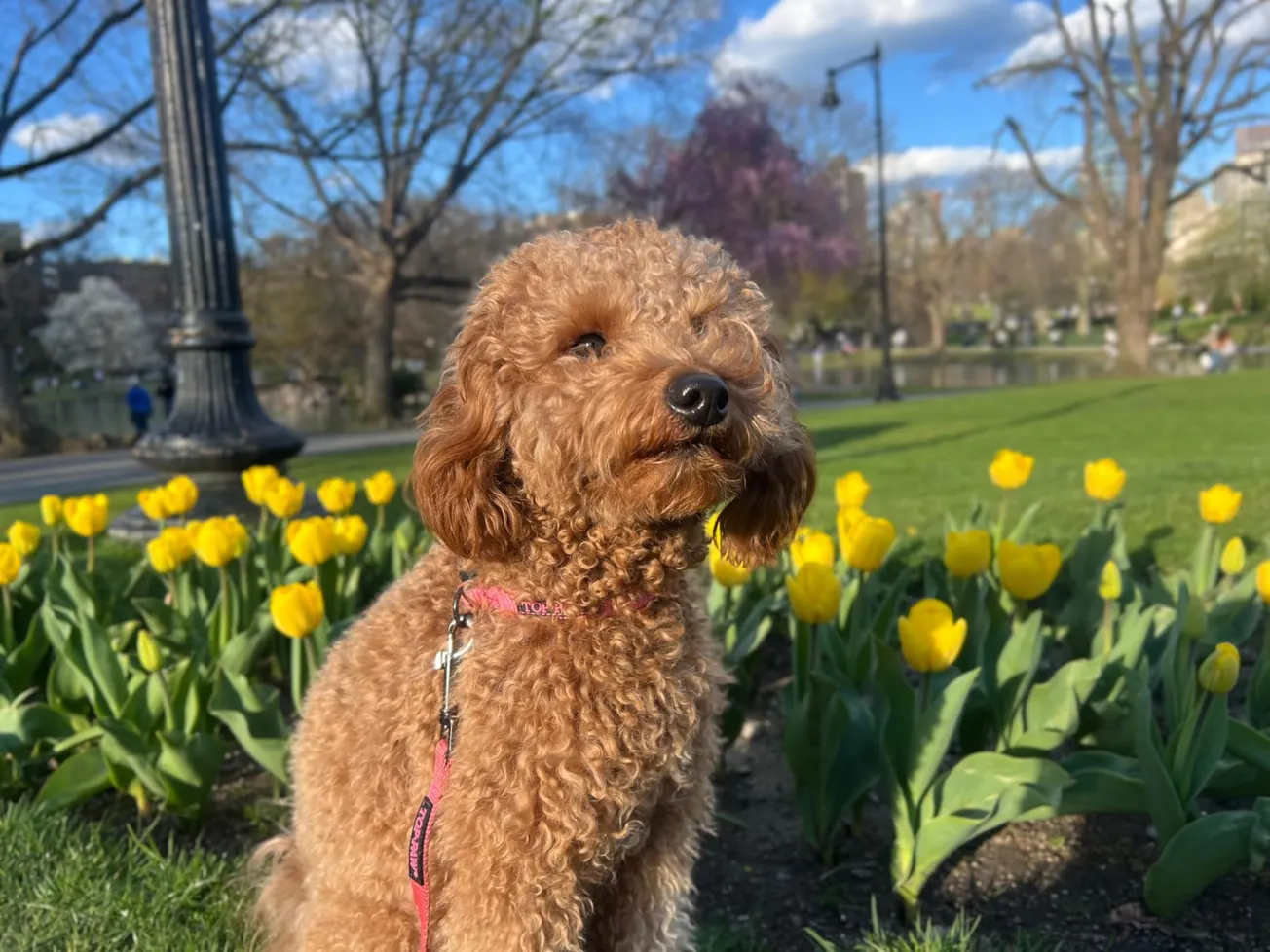 Este viernes se celebra el Día de Llevar a tu Perro al Trabajo