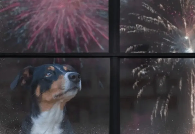 ¿Cómo proteger a mis mascotas de los fuegos artificiales del 4 de julio? Todo lo que debes saber
