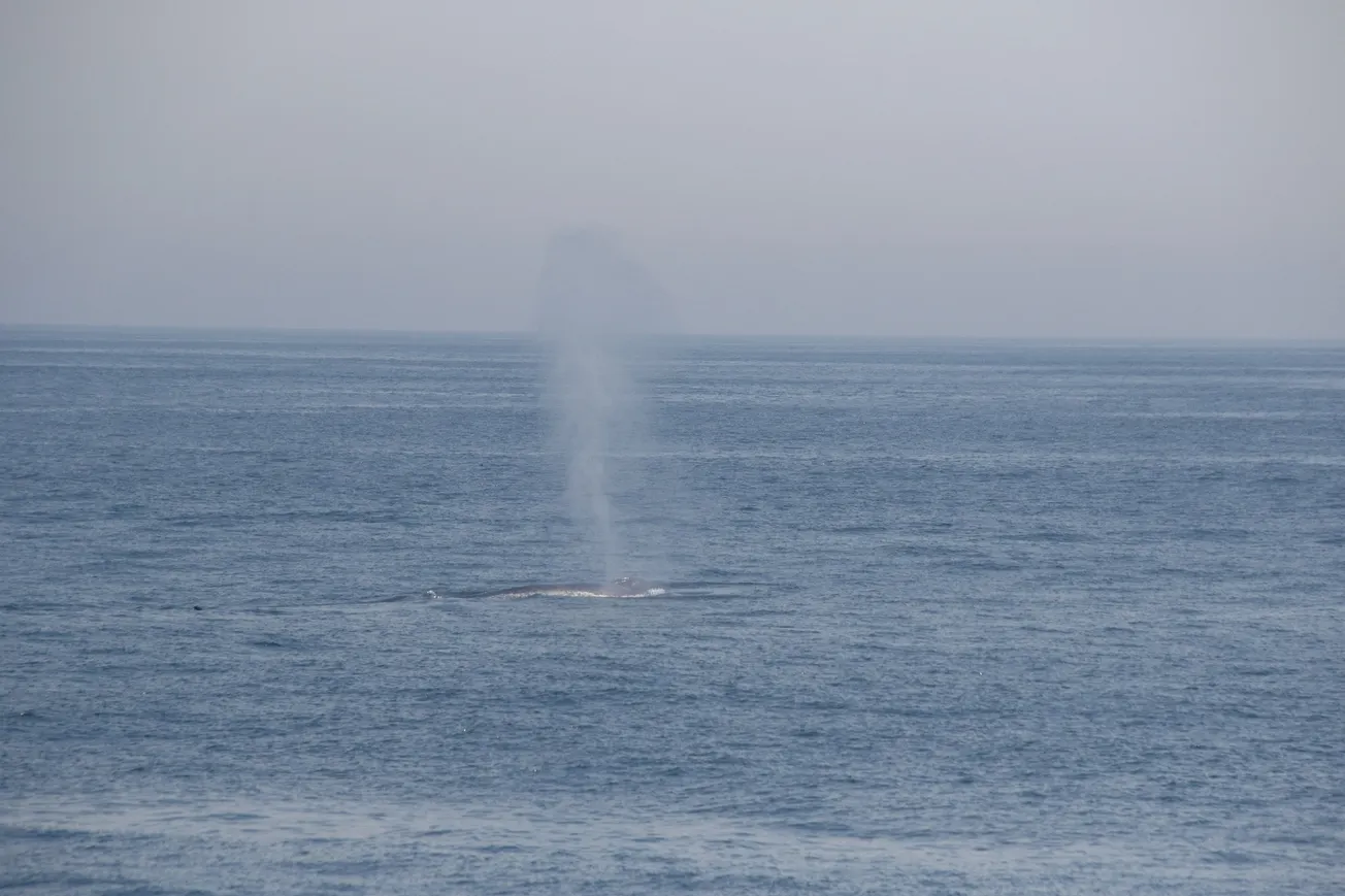 Capturan en video una gran ballena azul frente a la costa de Gloucester
