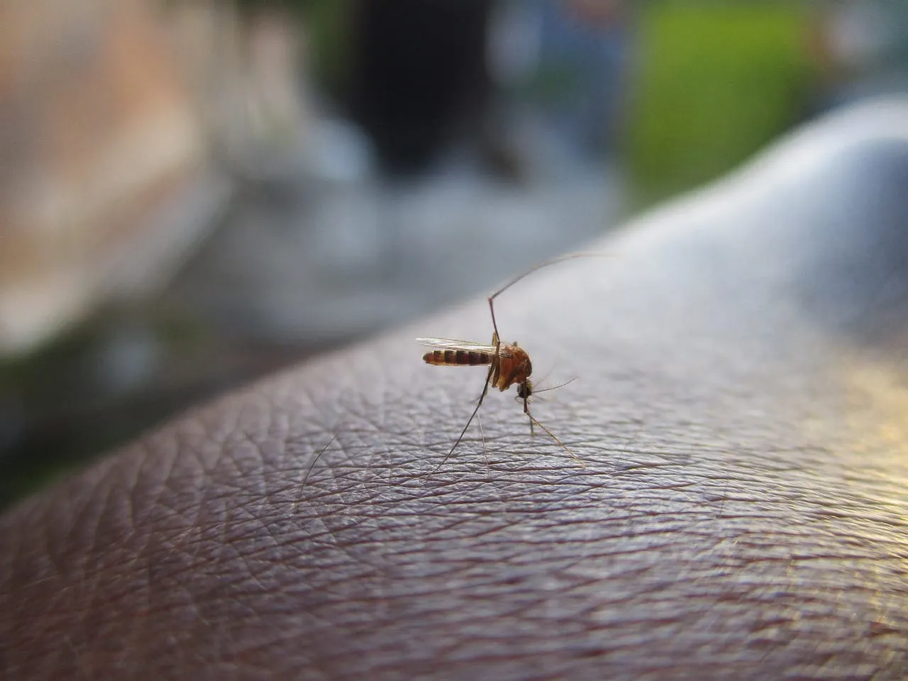 Además del EEE, llega a Massachusetts otra enfermedad transmitida por mosquitos