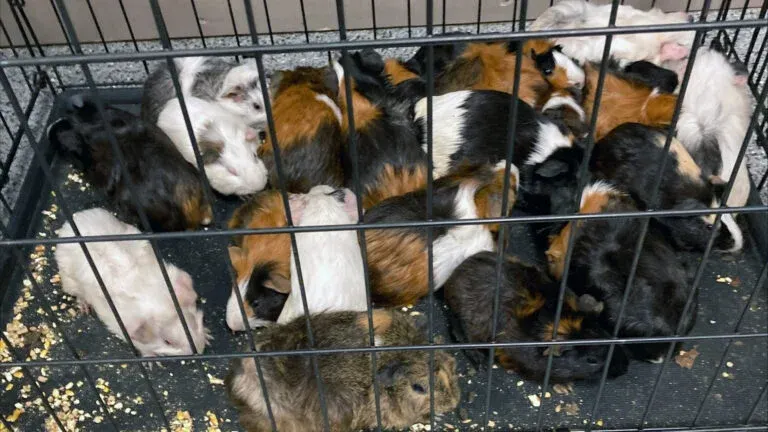 49 conejillos de indias encontrados en Dracut se recuperan en la Sociedad Protectora de Animales de Lowell