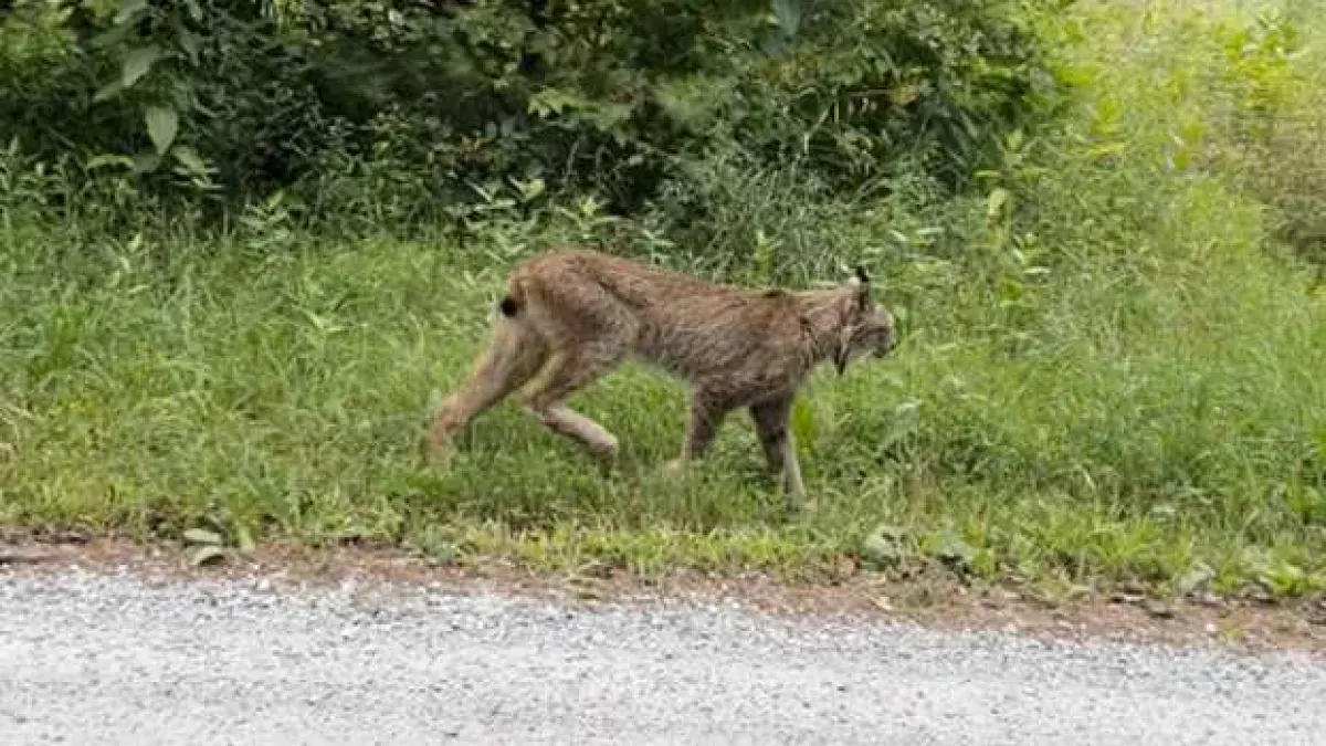 Lince canadiense avistado en Vermont por primera vez desde 2018