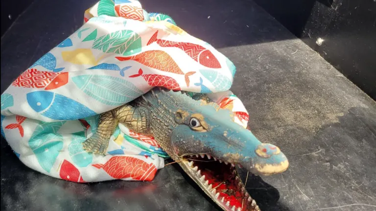 Un caimán de juguete asustaba a los excursionistas en Andover