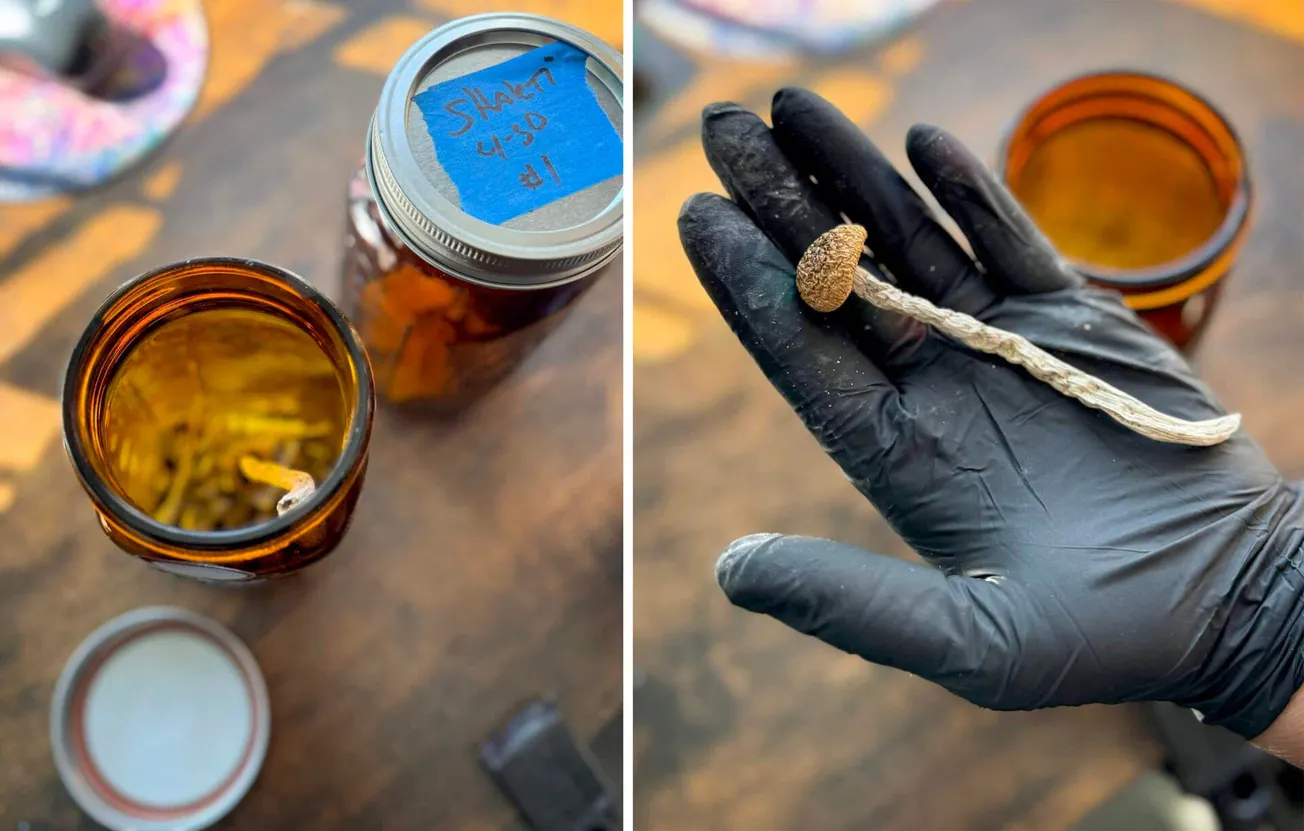 Massachusetts podría legalizar pronto los psicodélicos naturales, pero no todos están esperando