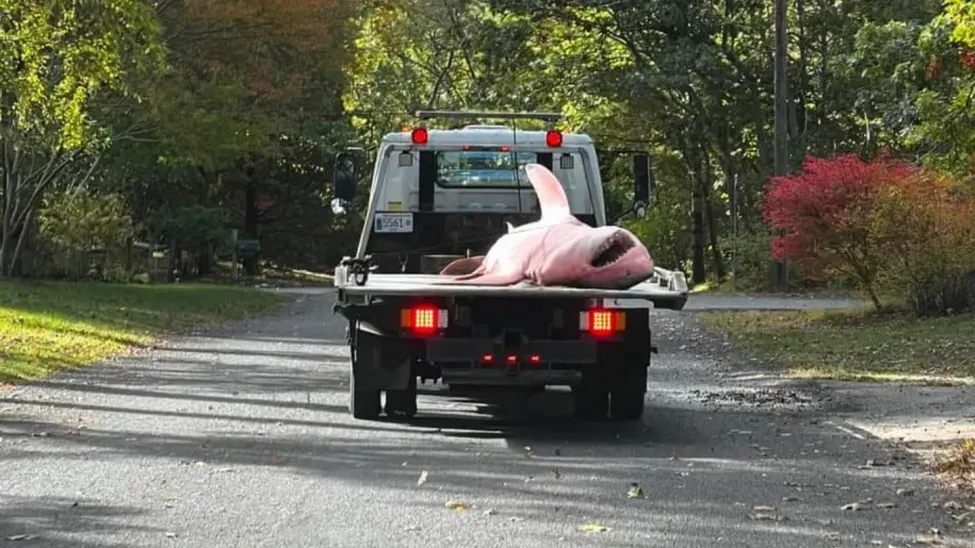 Un gran tiburón blanco apareció en una playa de Cape Cod