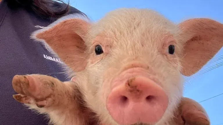 El cerdito rescatado en Framingham está listo para ser adoptado