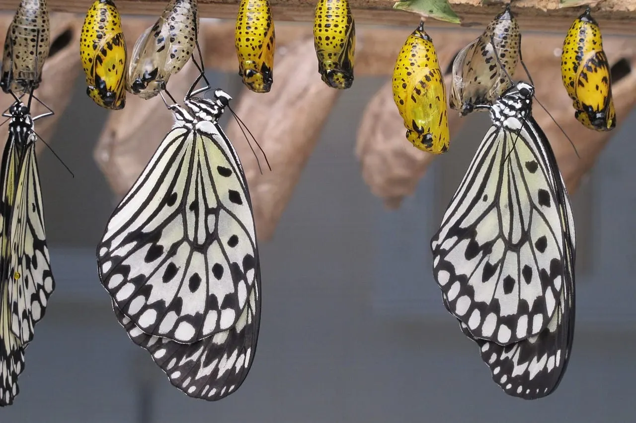 La inclusión de la mariposa monarca migratoria en la lista de especies amenazadas ofrece un camino para su recuperación