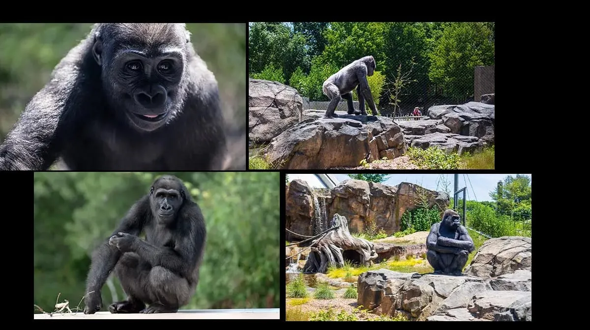 Muere “Kit” el gorila del  Franklin Park Zoo