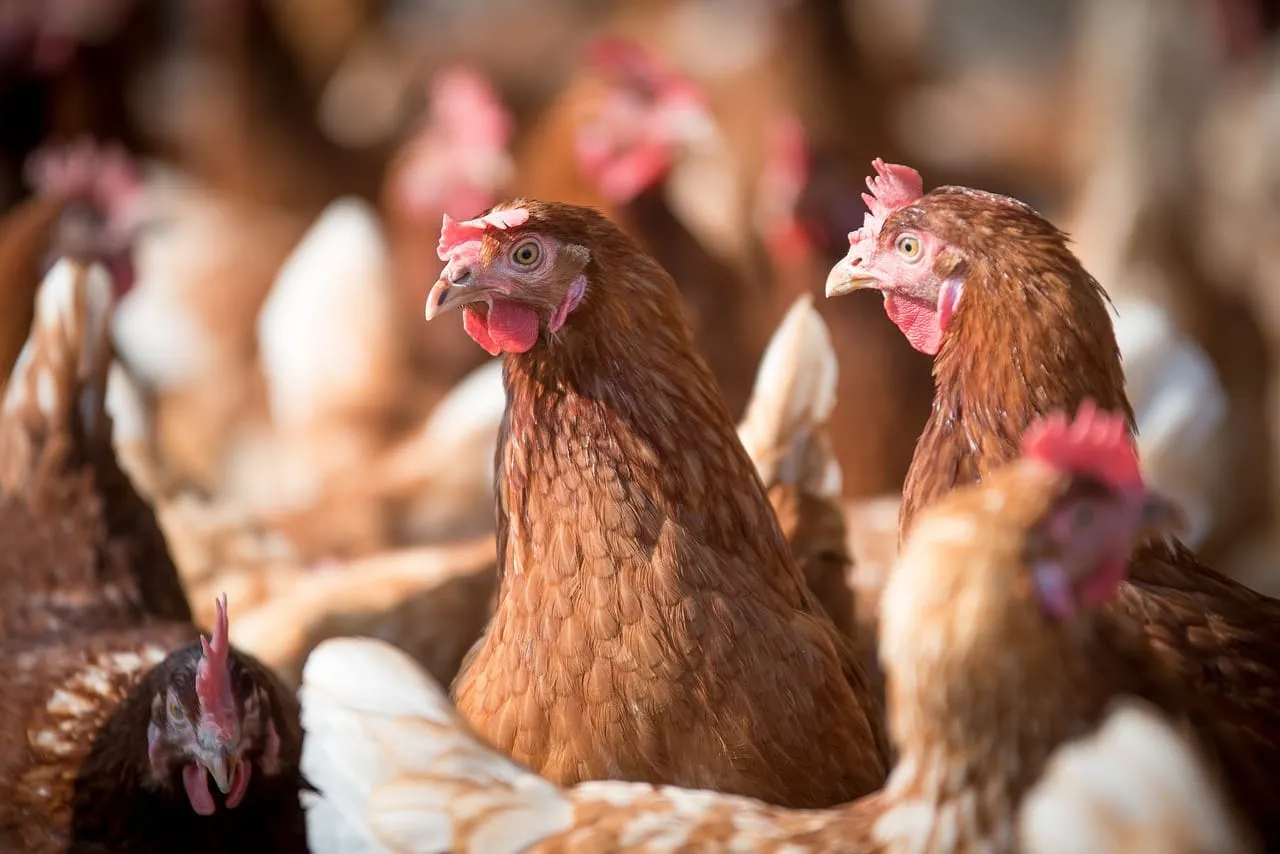 Detectan gripe aviar H5N1 en un grupo de aves en Vermont