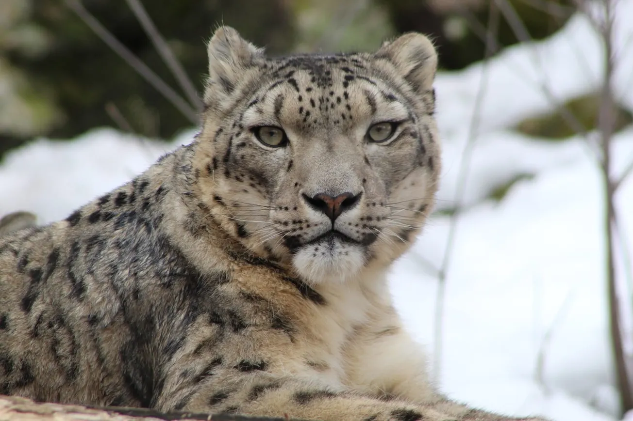Zoológicos en Massachusetts ofrecerán entrada gratuita el Día de Martin Luther King Jr.