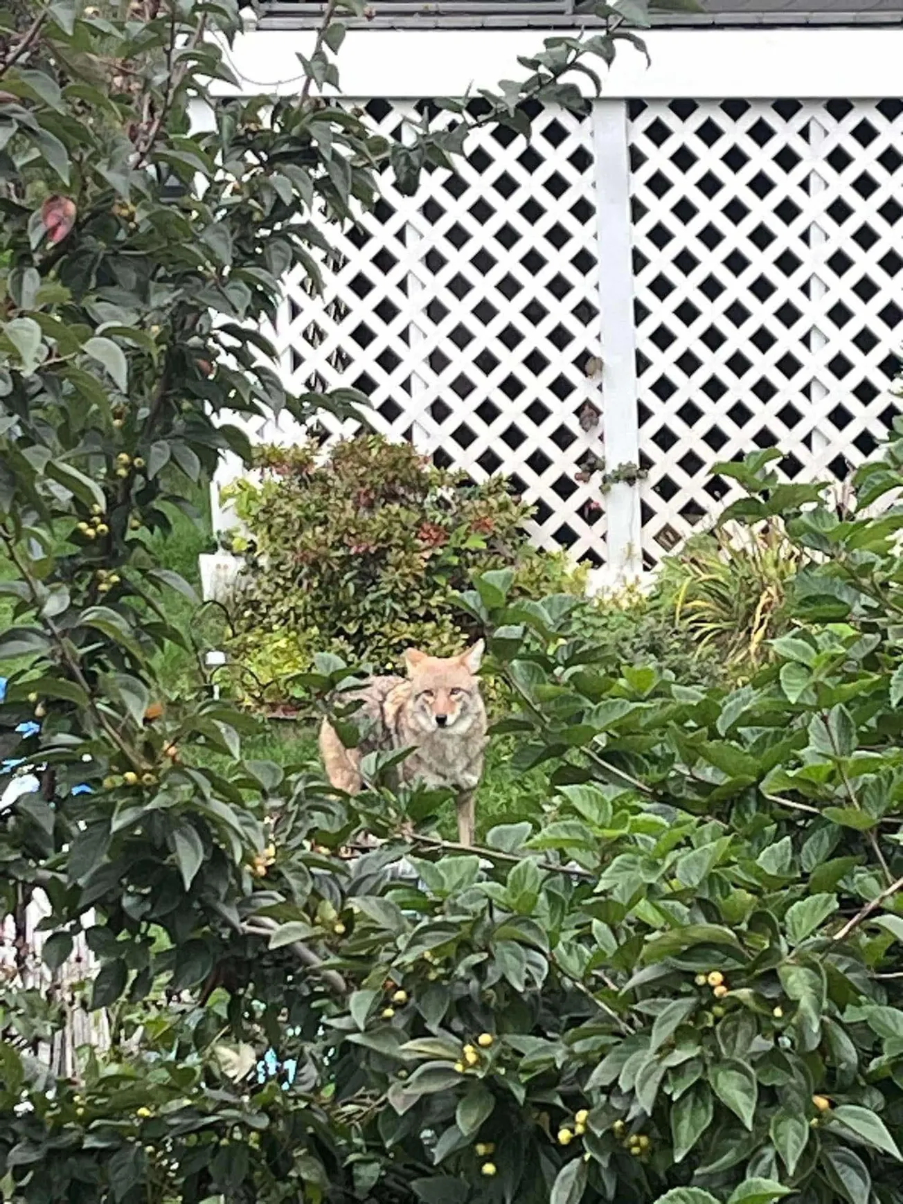 Cómo responden las comunidades ante la presencia de coyotes