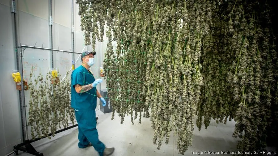 Se prevén más cierres de negocios de cannabis en Massachusetts en 2025