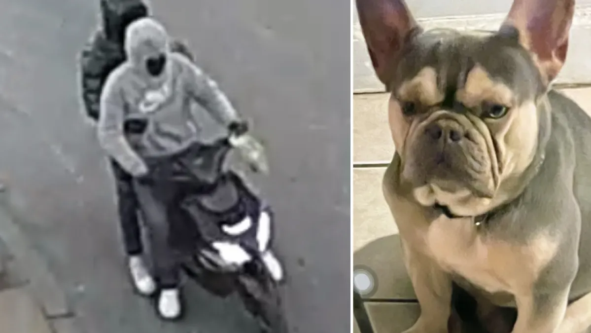 Buscan a dos personas en relación con el robo de un perro en Dorchester