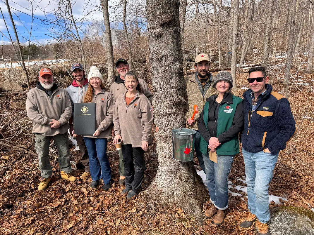 Massachusetts designa marzo como el “Mes del Maple”