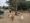 Dogs walking around