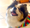 Pet Pride Parade And Other Greater Ingleside Events For June 23 – 29, 2026