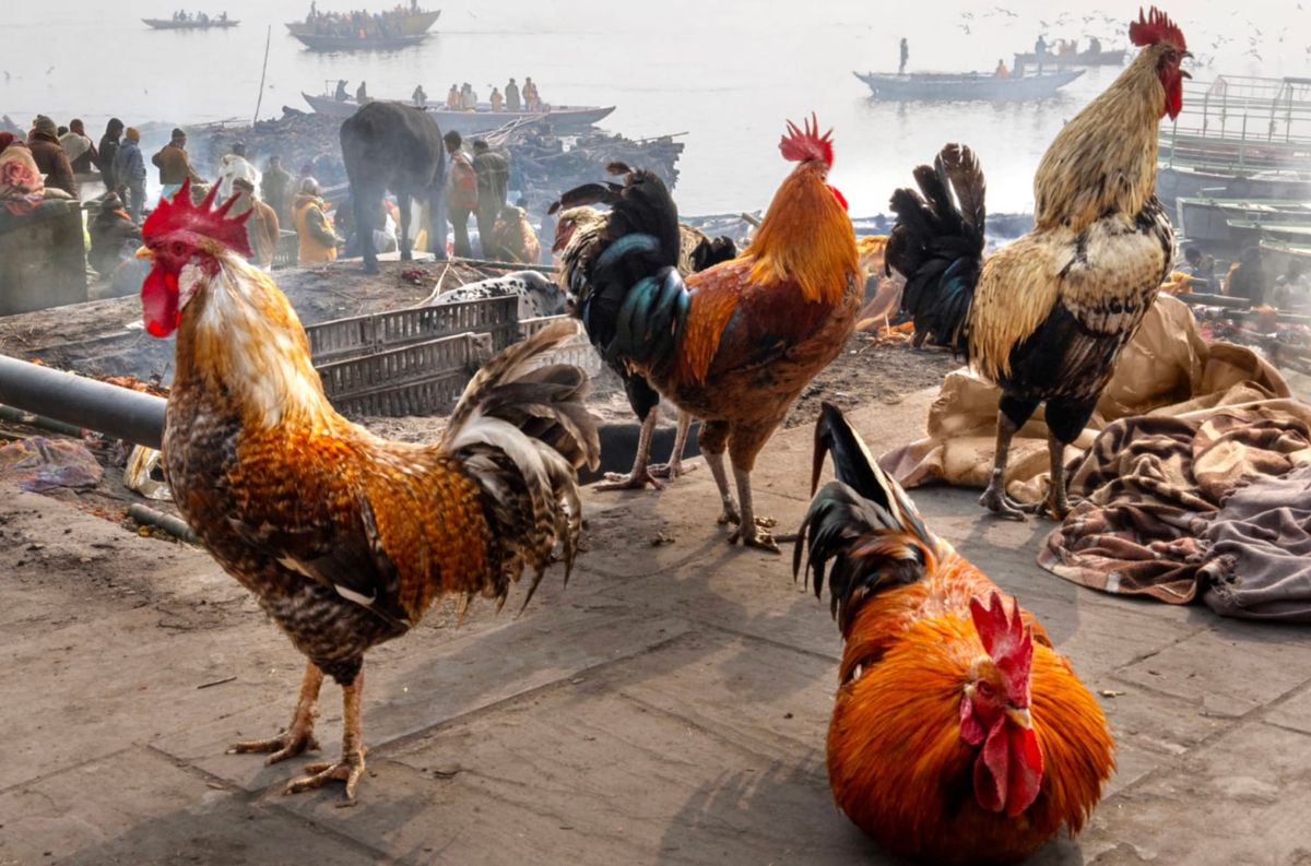 🇩🇪🇨🇭🇦🇹Die „vermeintliche“ Macht der roten Henne JENSEITS des demokratischen Friedens in den gallischen Dörfern😡🐓🪞🐔💫
