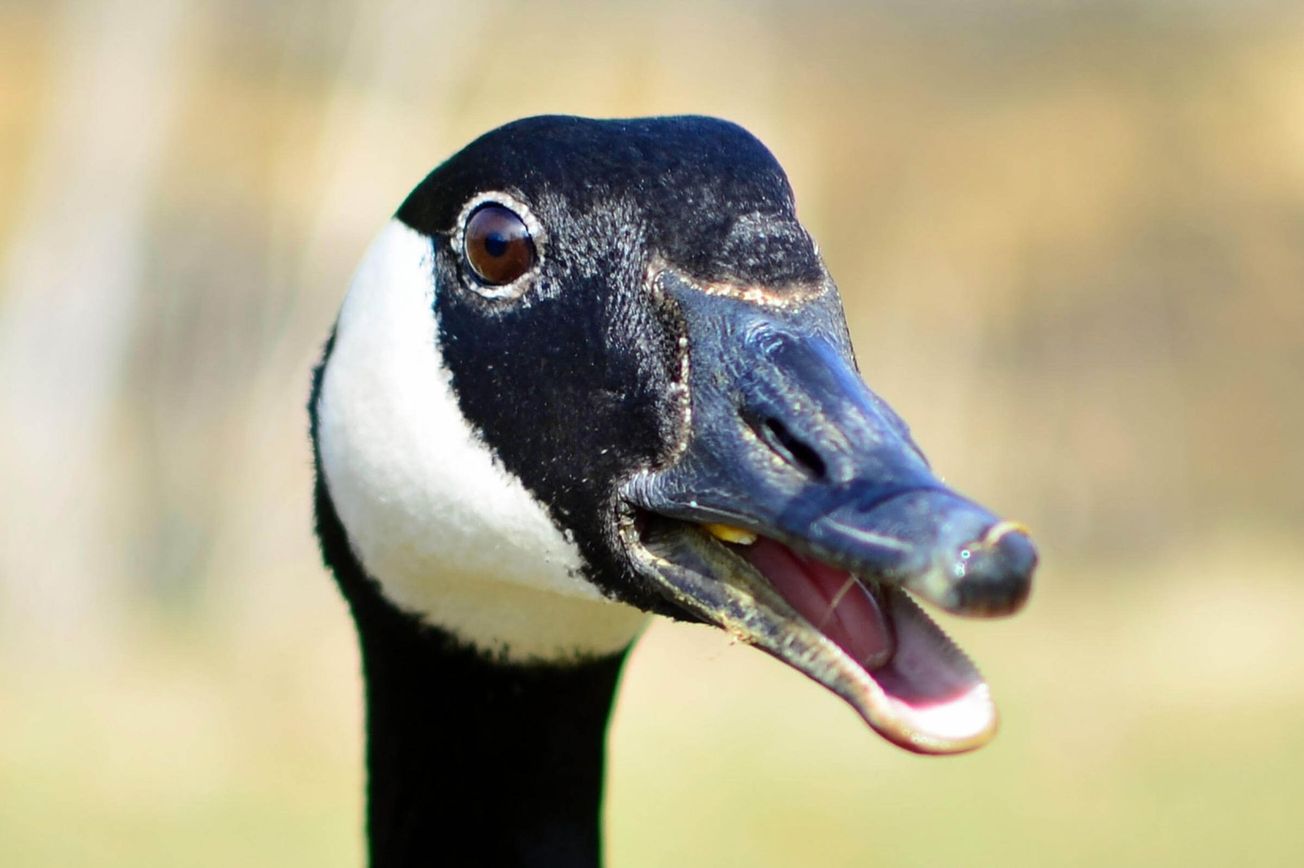 The Goose Takes Wing