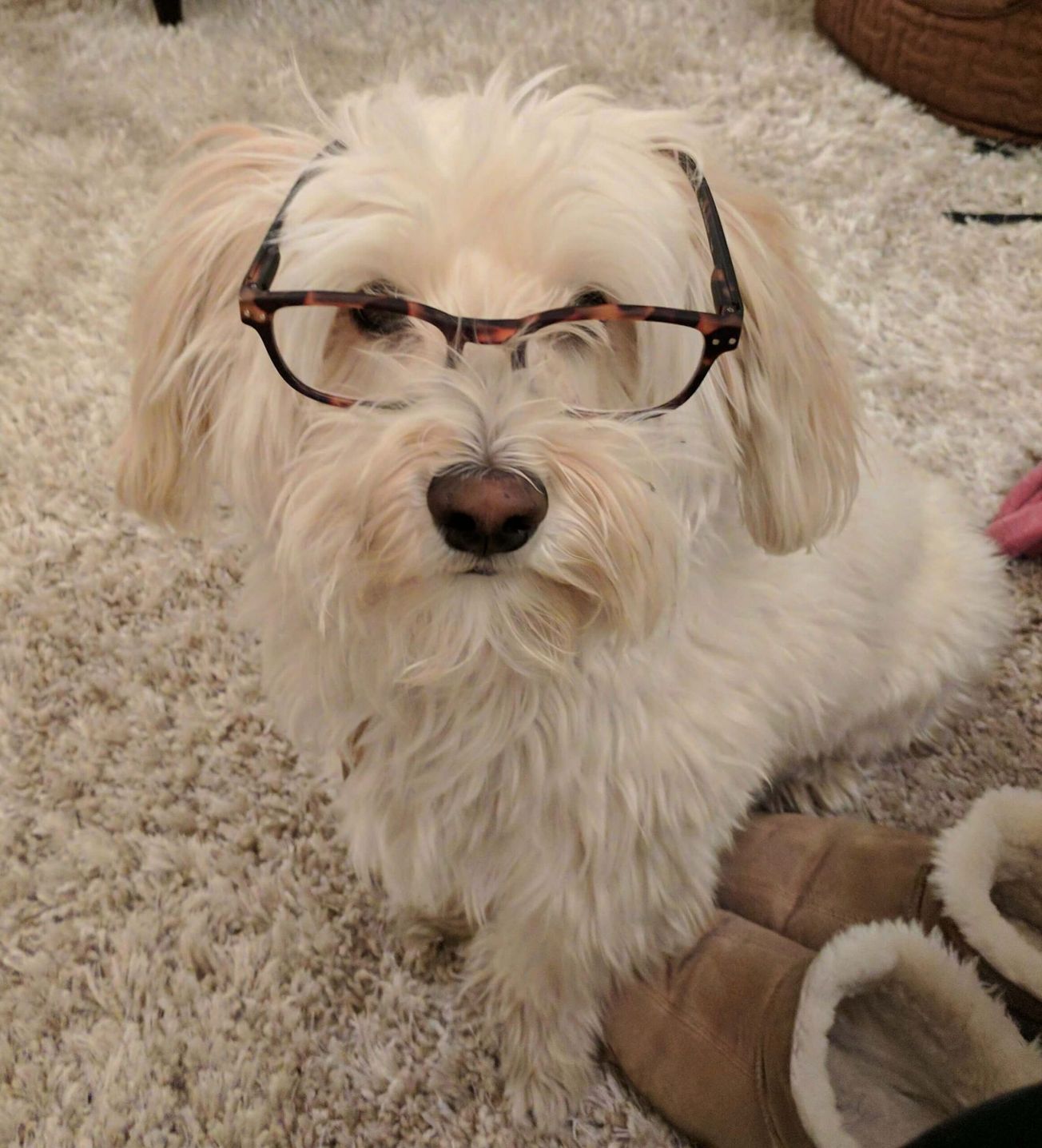 PetIQ is a good deal but has a few fleas