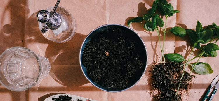 The Flower is Cut Before it Blooms: I Have a Starting Problem