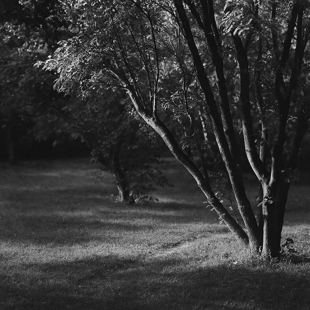 a tree with many branches