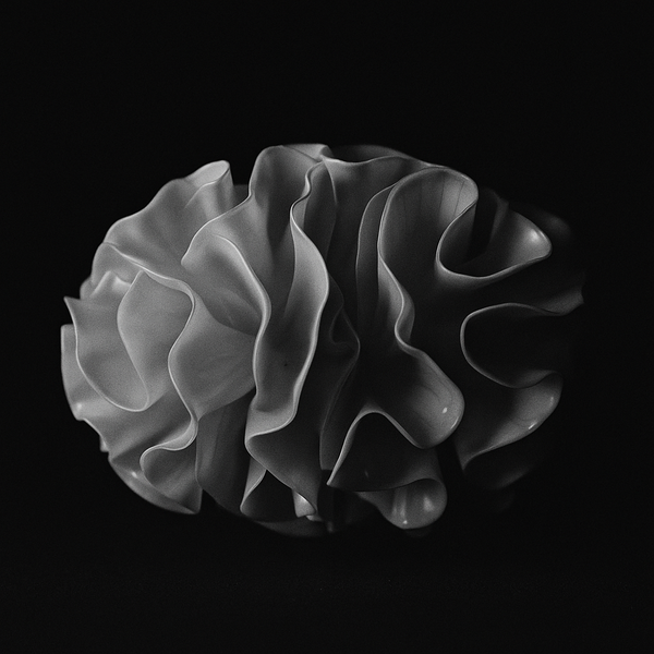 A close up of a flower on a black background