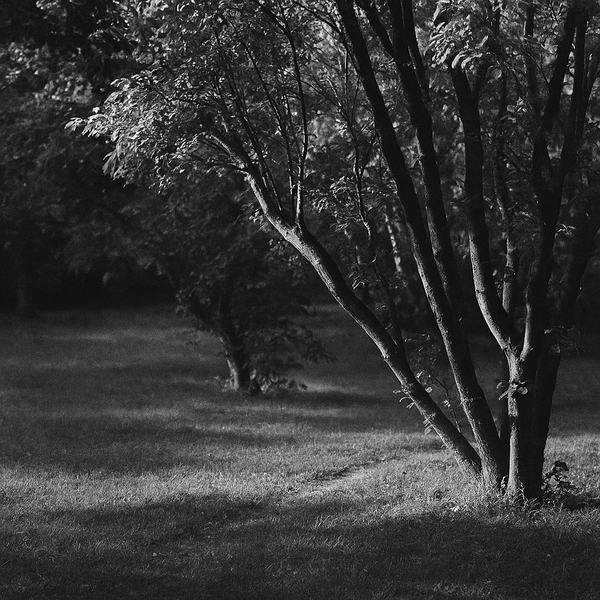 a tree with many branches