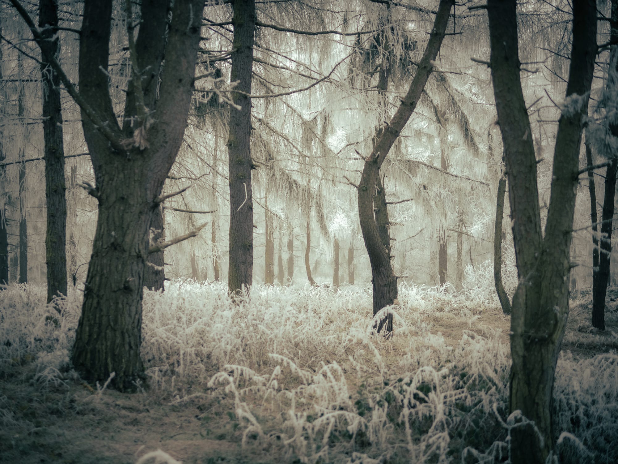 Frost-covered pine forest with icy branches and winter light filtering through the trees.
