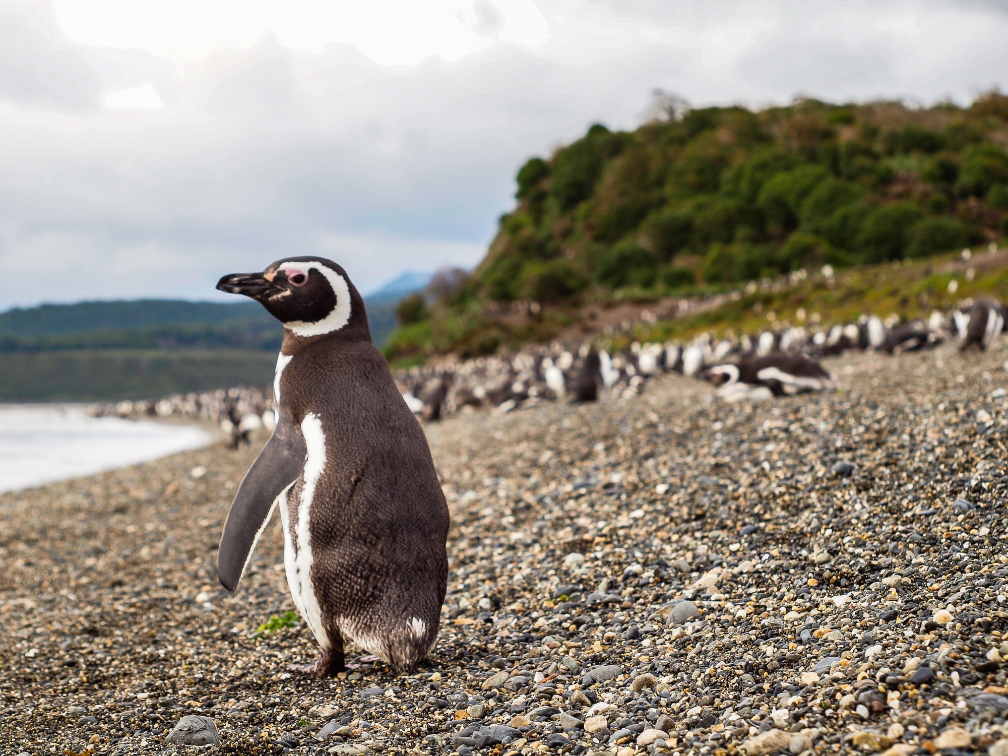 Magellanic penguin on a pebbled beach in Patagonia with other penguins in the background.