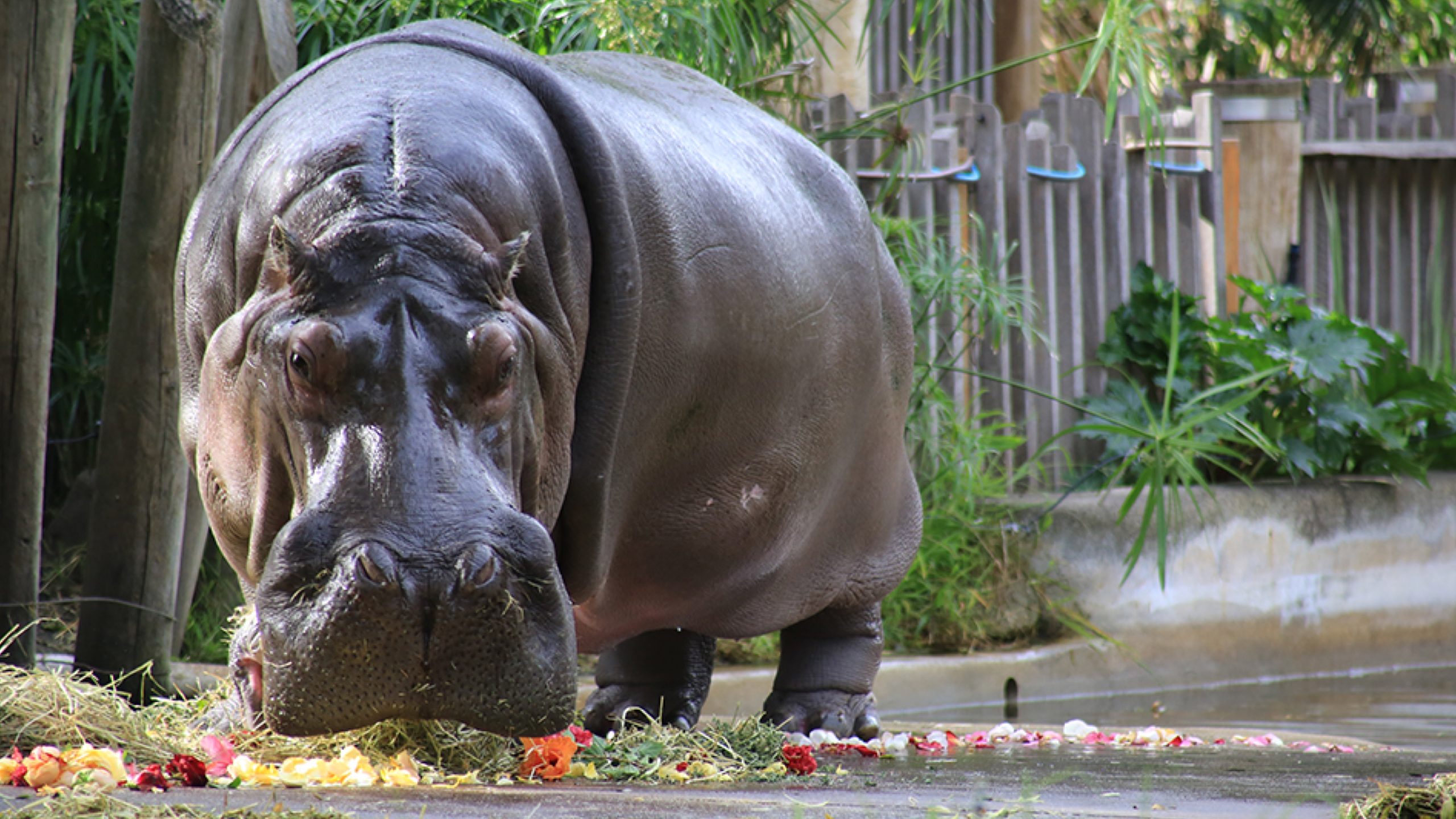Brutus The Hippo, Rondevlei Giant, Dies at 47
