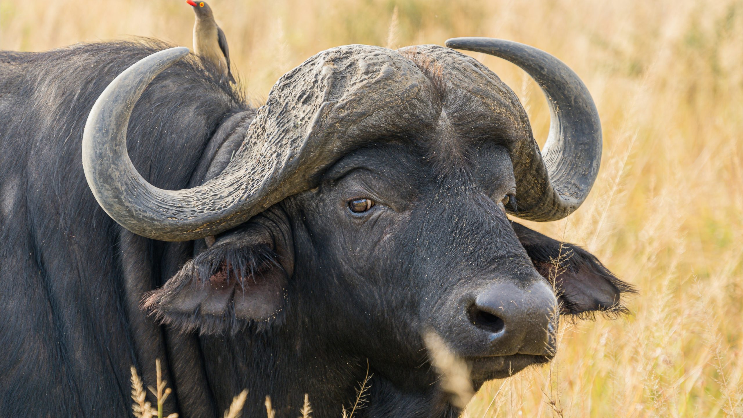 US Hunter Gored to Death by Buffalo in Limpopo