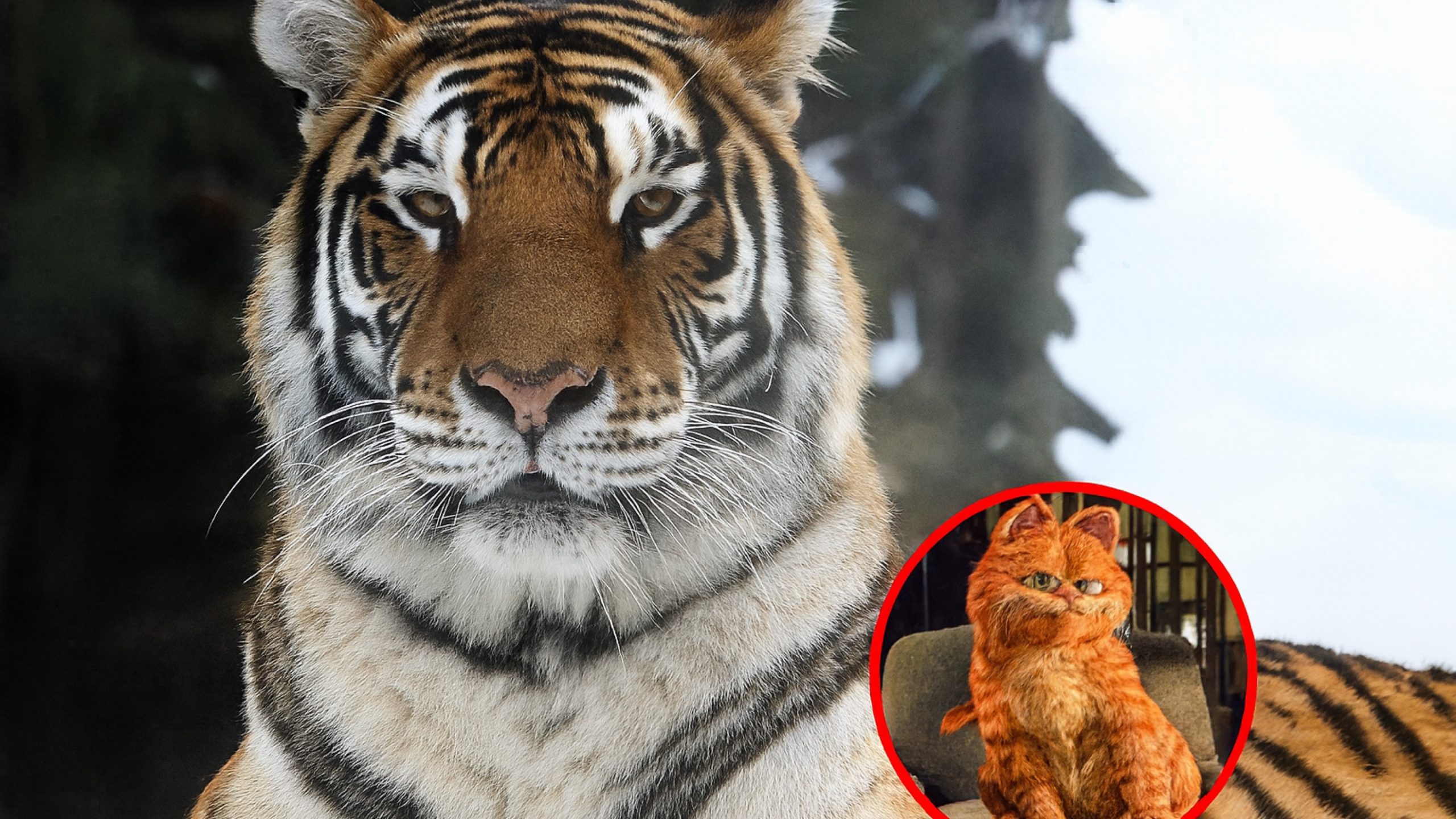 Denmark Zoo Pet Donation Raises Debate