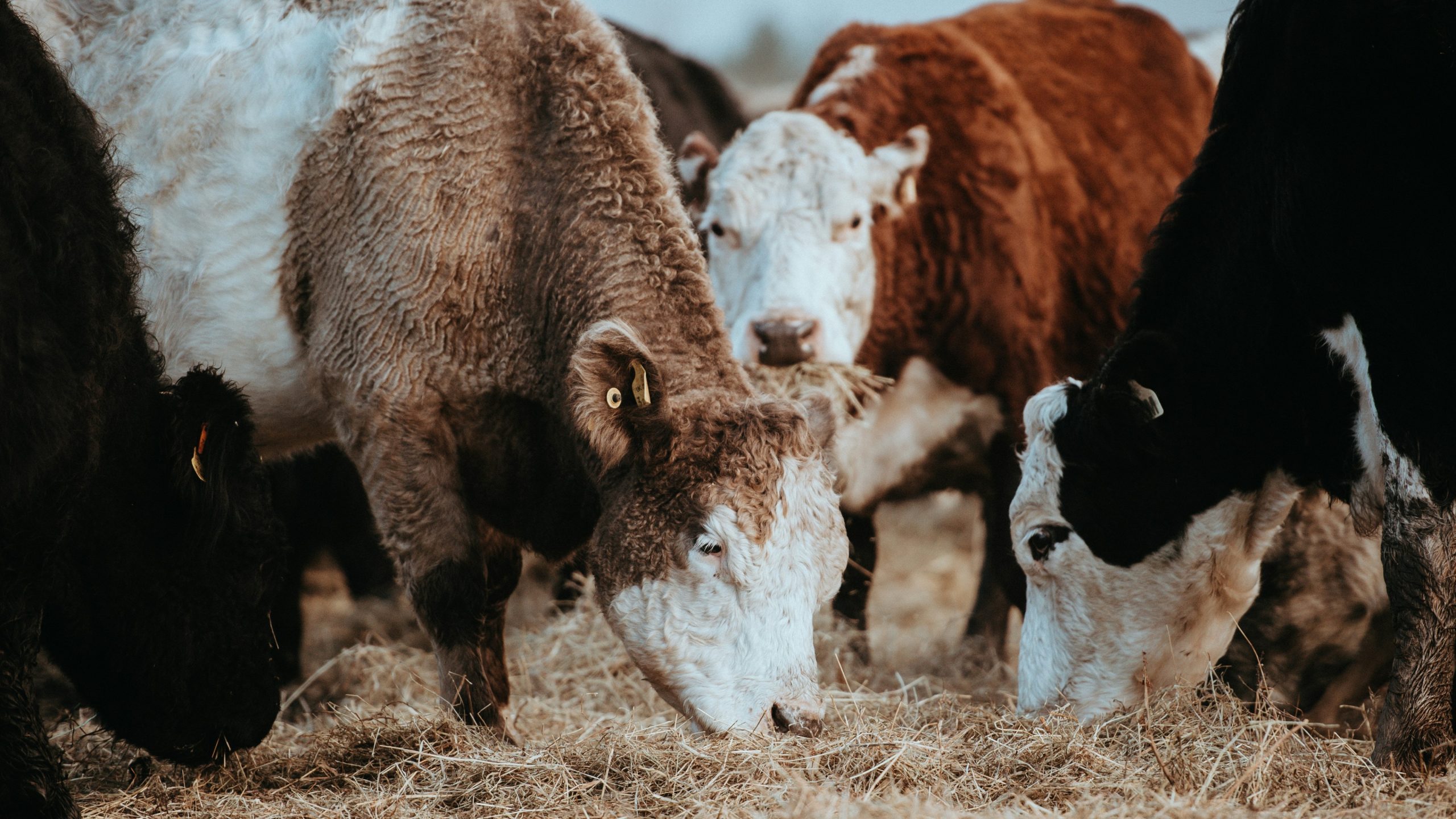 Foot-and-Mouth Disease Outbreak: WC Farms Quarantined