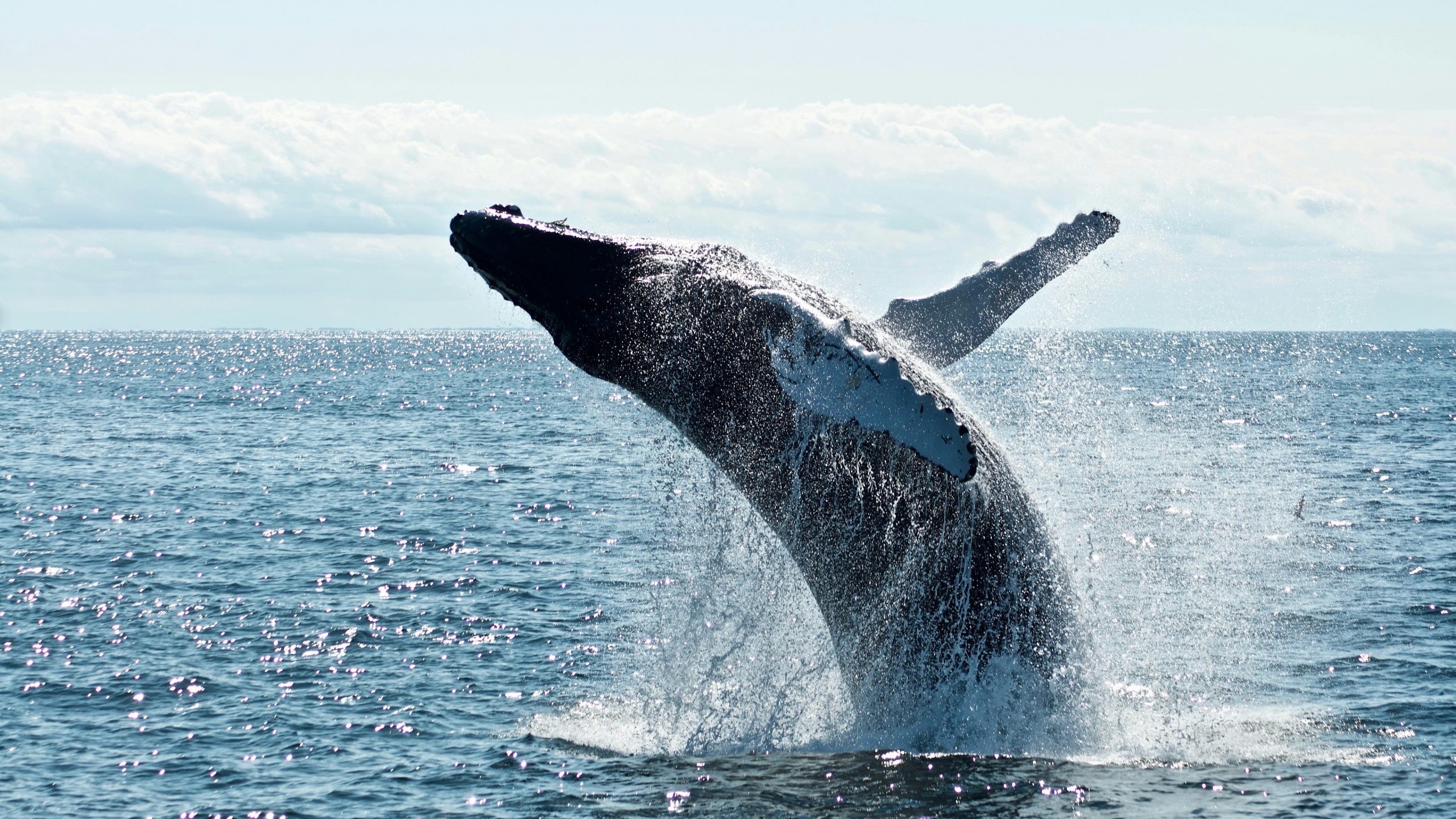 Graham Howes Whale Accident Stuns Cape Town