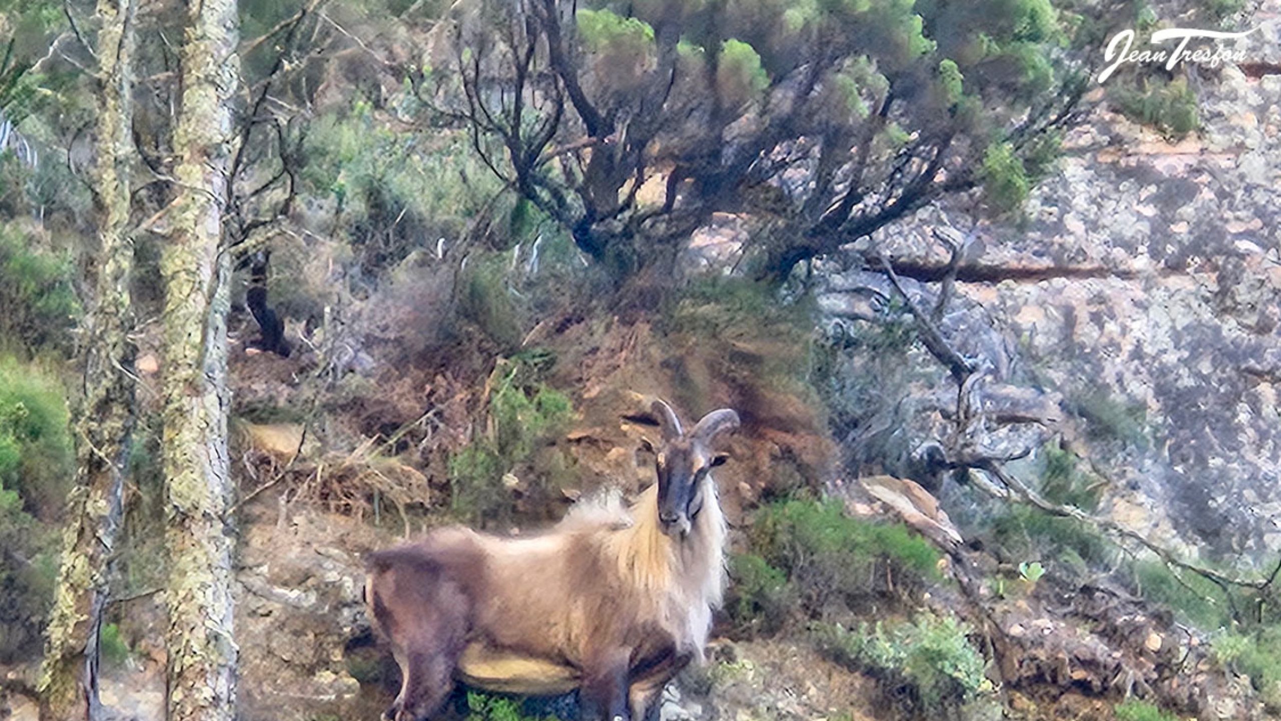 Himalayan Tahr Table Mountain Sightings Spark Debate