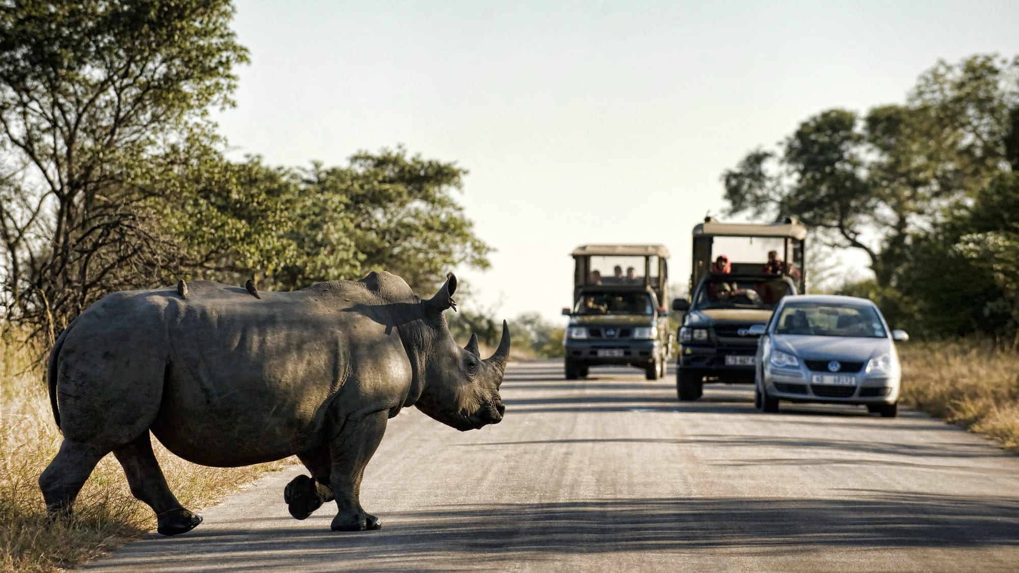 Kruger National Park Floods: Gates Reopen for Day Visitors