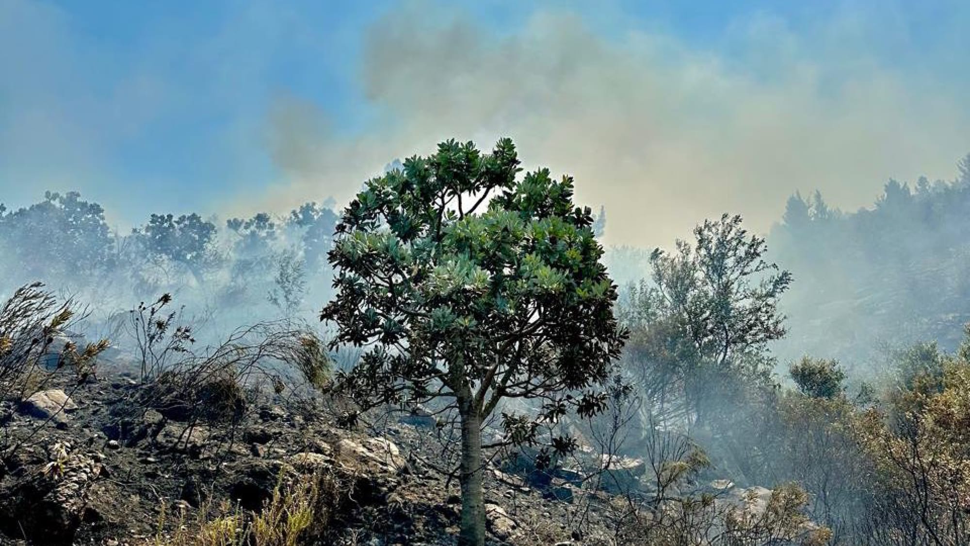 La Motte Fire: Vineyards Hit, Wine Estate Stays Open