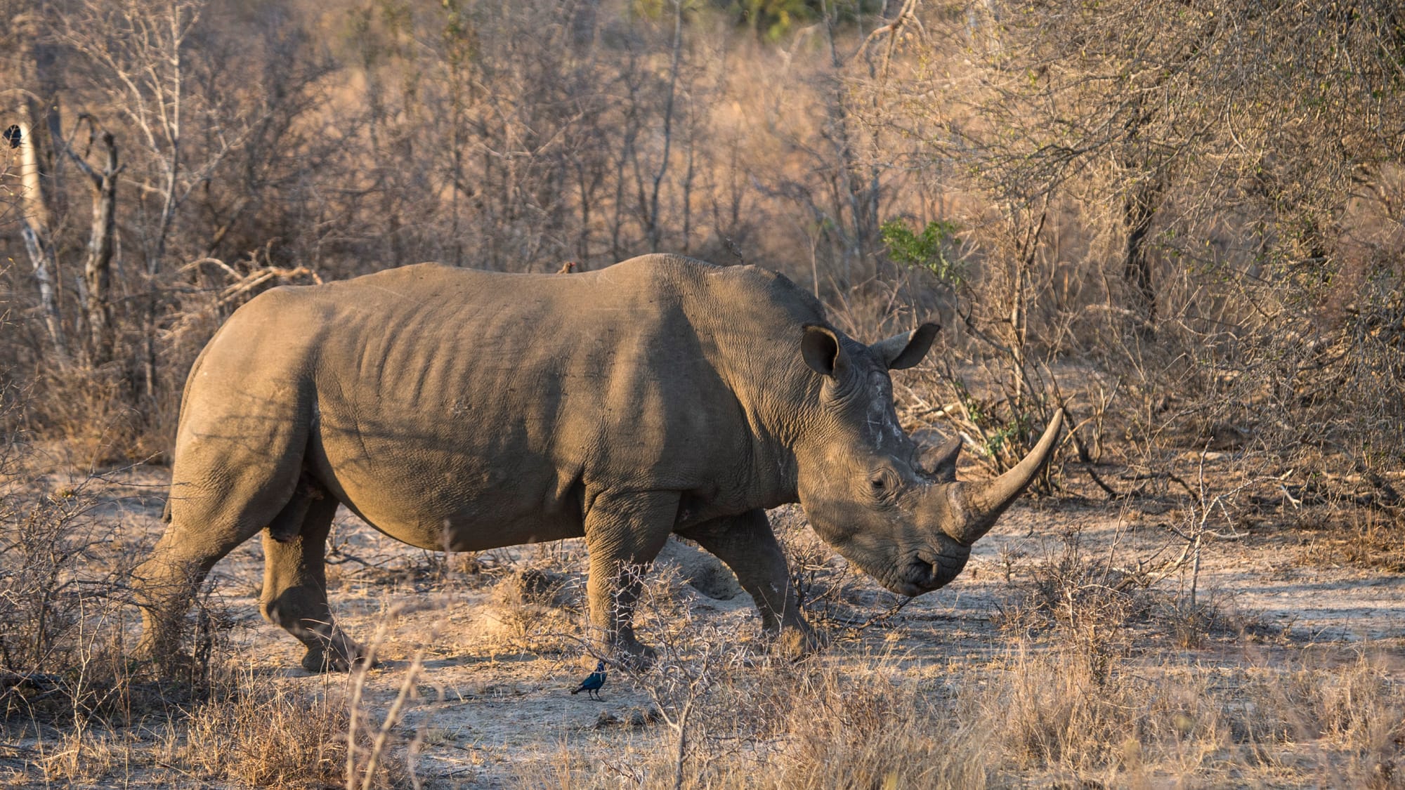 Hawks Arrest Alleged Rhino Horn Trafficker at Airport