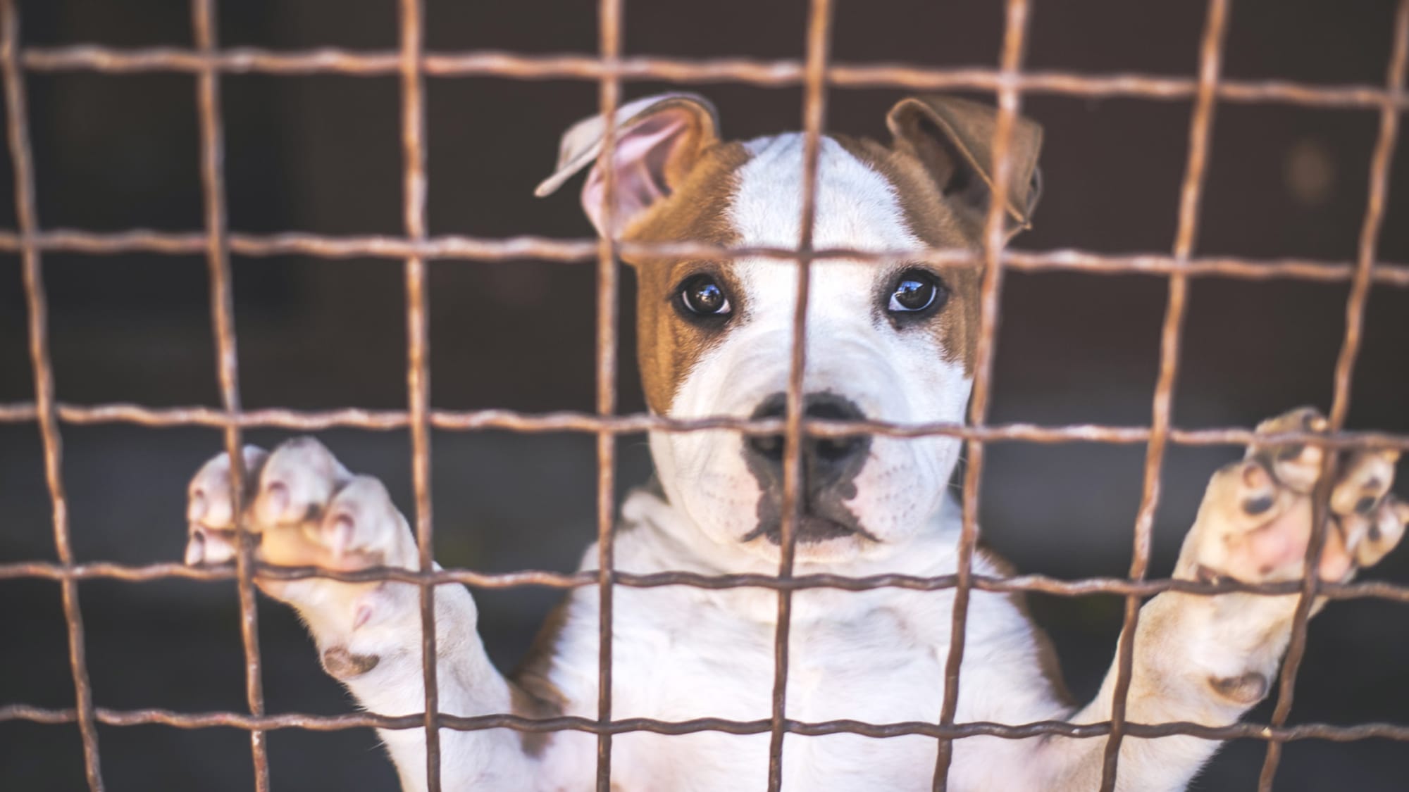 BBC Exposes Uganda Dog Rescue Scam