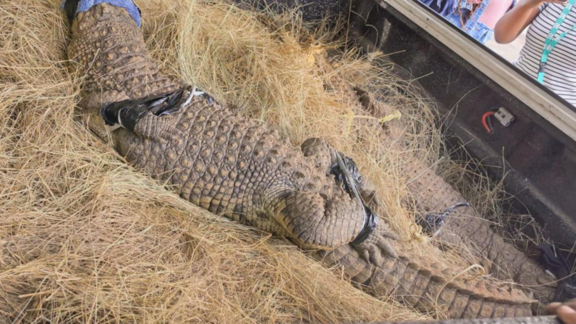 Crocodiles Confiscated From Springs Home