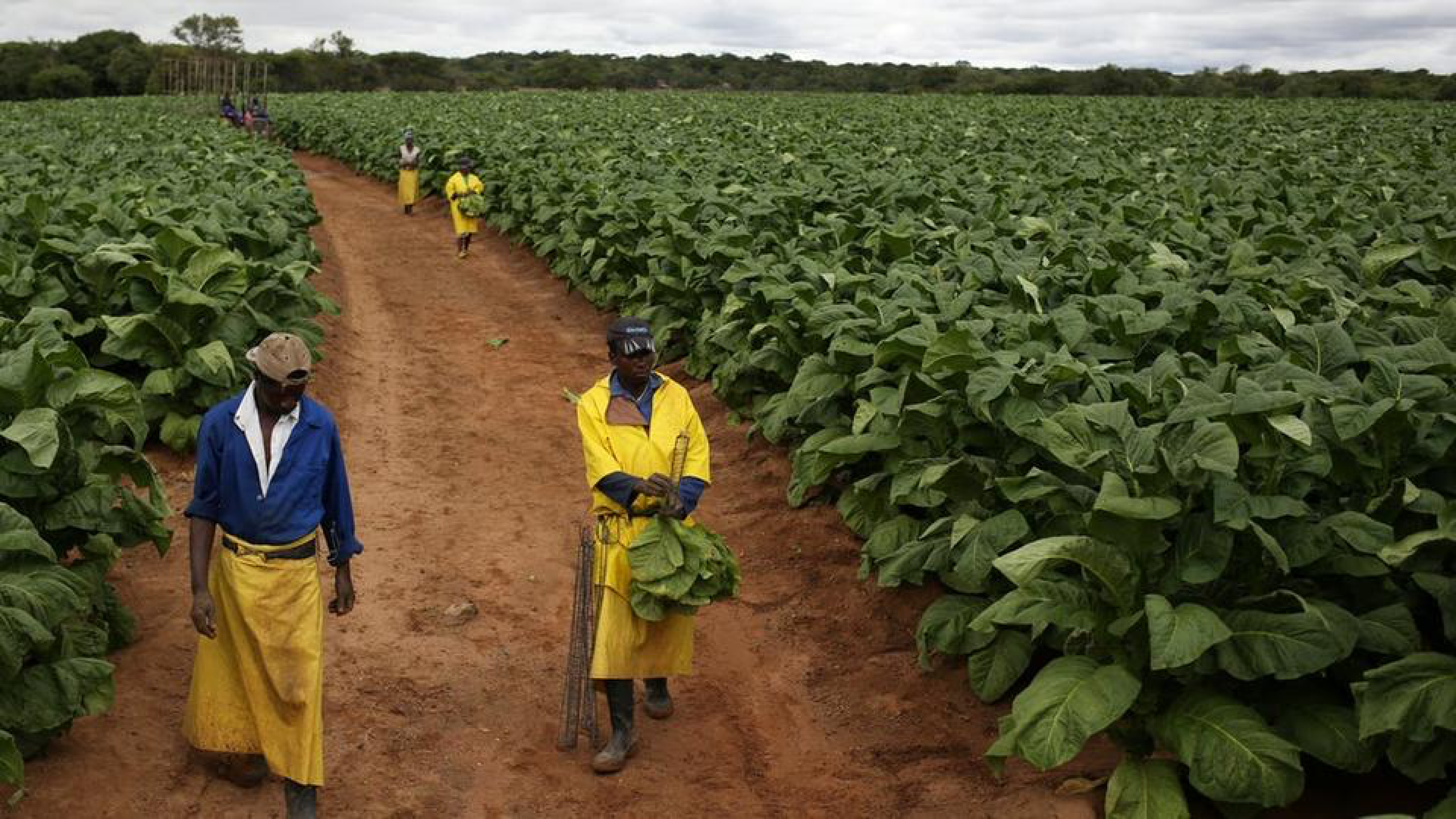 Zimbabwe Returns Seized Farms and Pays $146m