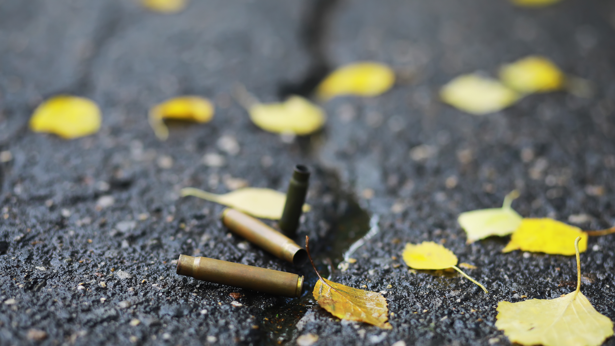Springfield Park Shooting Leaves Man Dead
