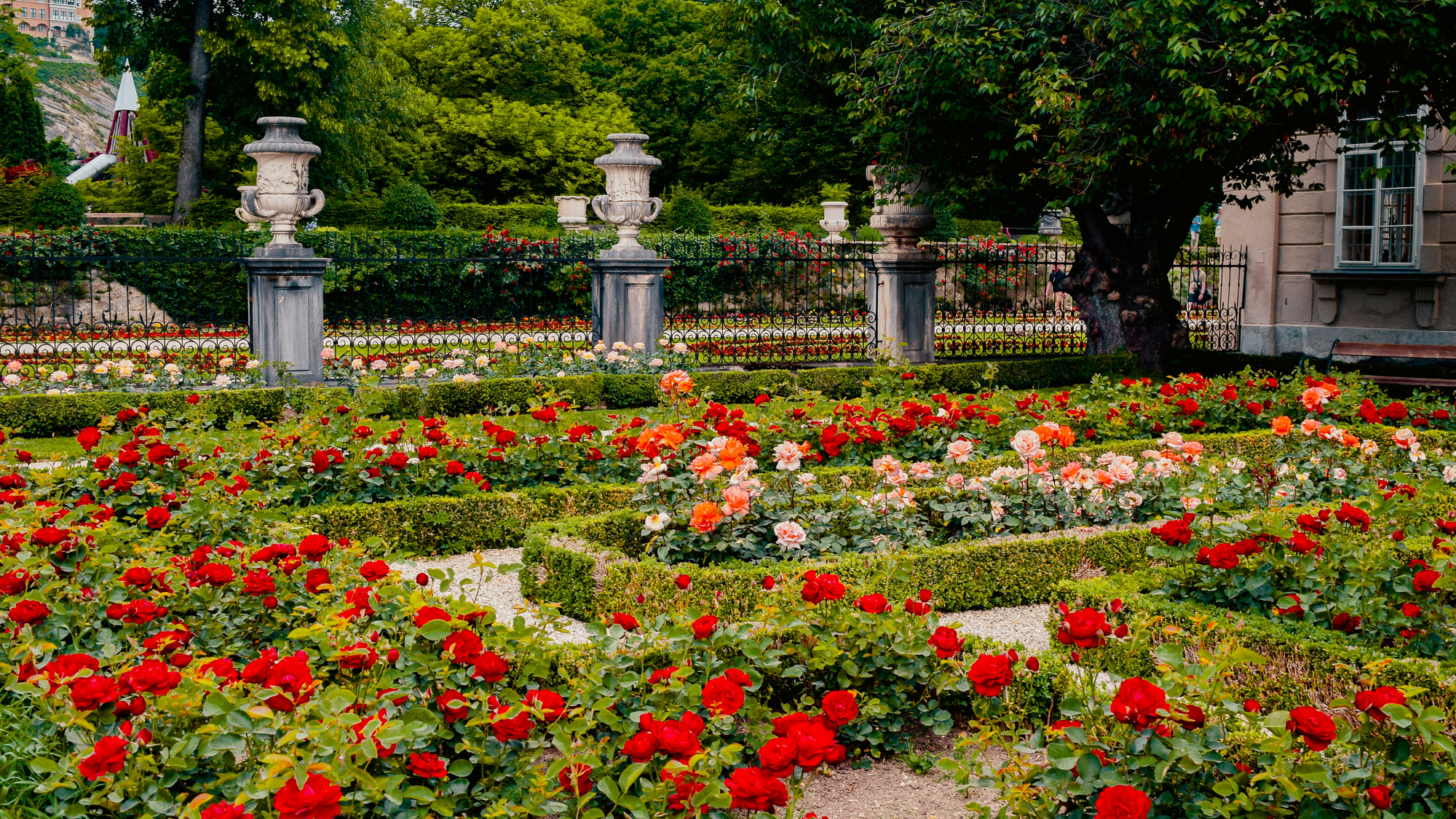 Looking for Something to Do? Help Prune 4 500 Roses in Cape Town’s Unique Garden Event