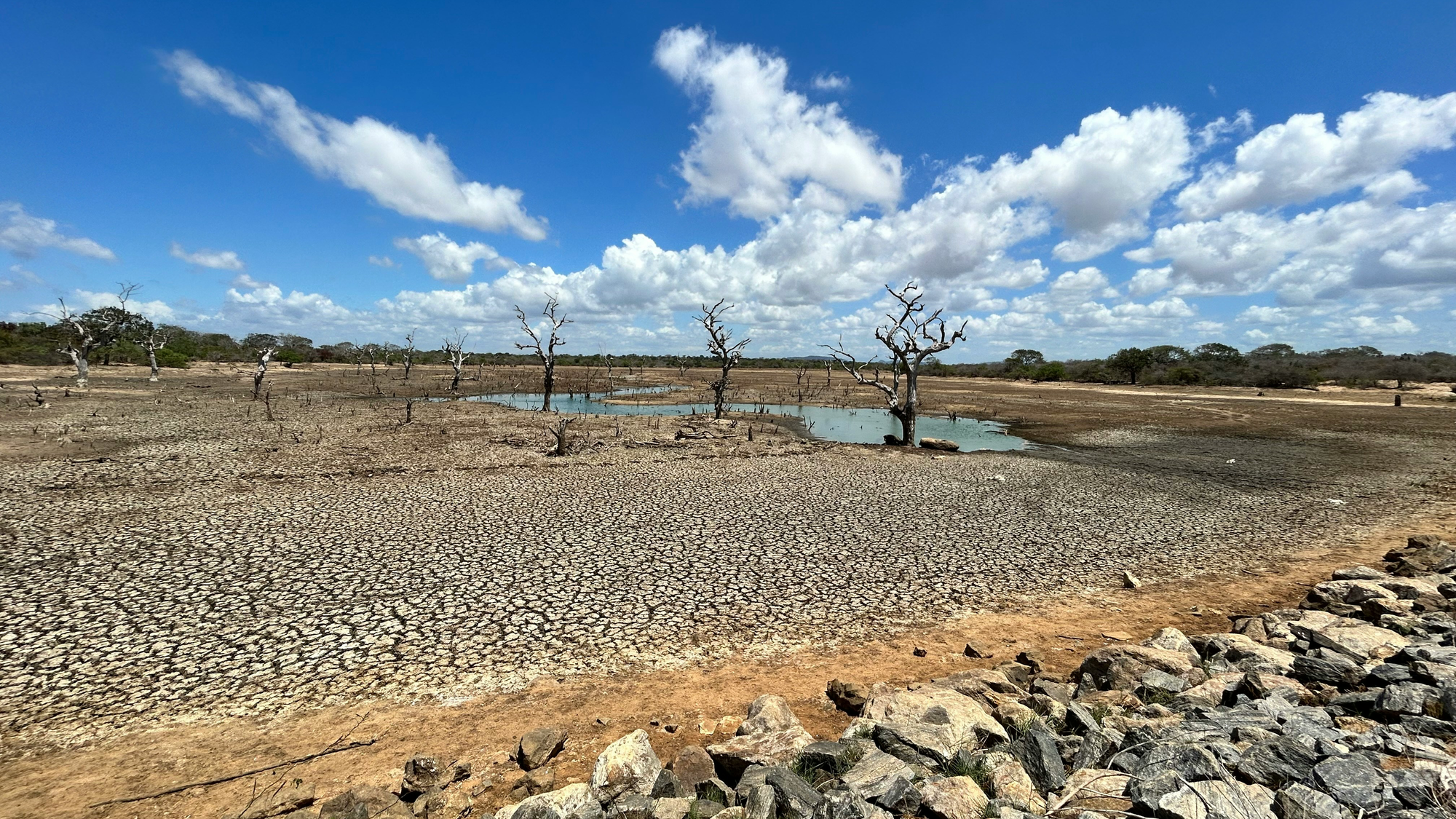 Strong El Niño Raises Drought and Food Price Fears