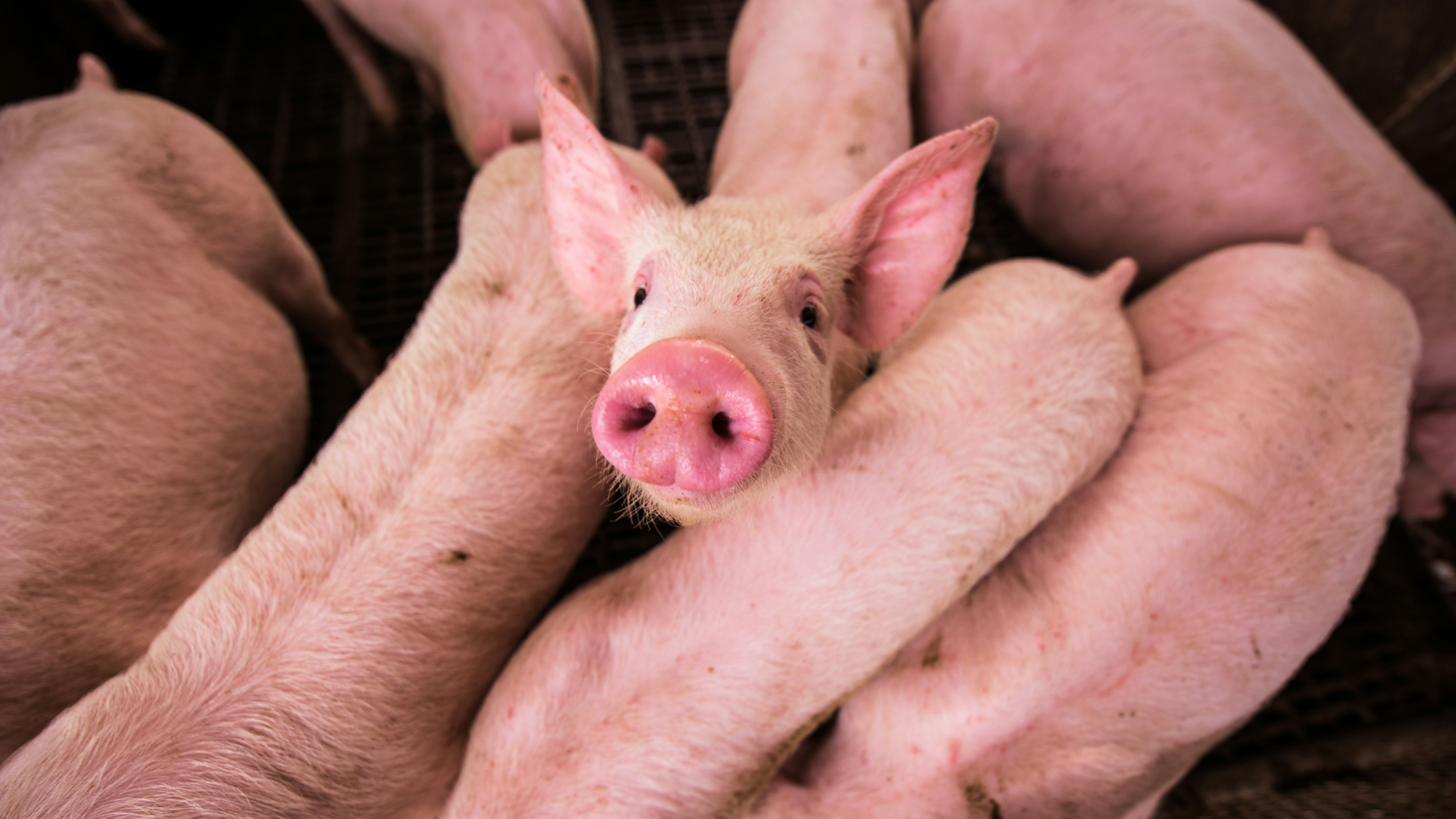 SA Pork Prices Could Rise as Swine Fever Hits Supply