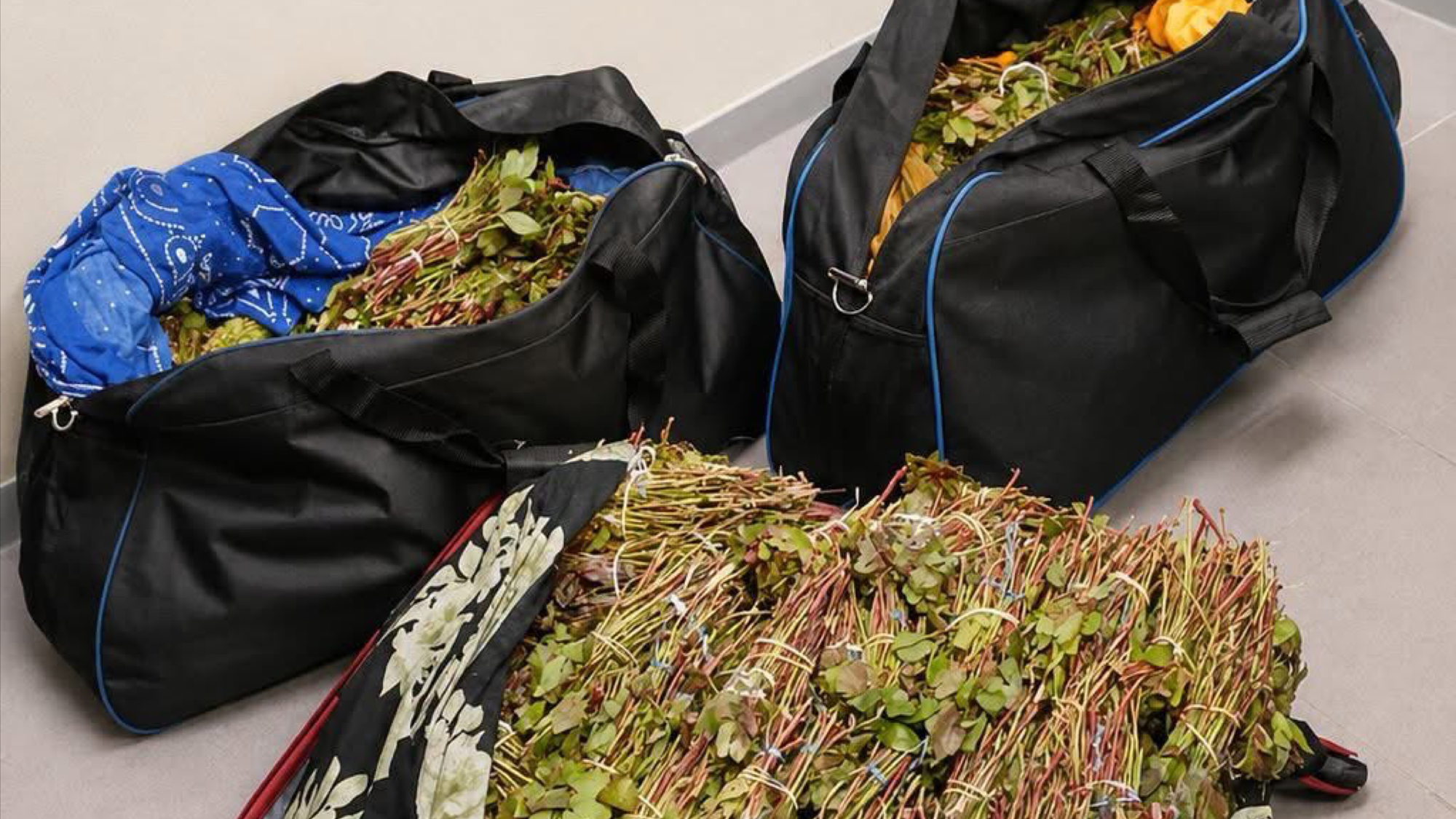 Man Caught With 50kg of Khat at Cape Town Airport