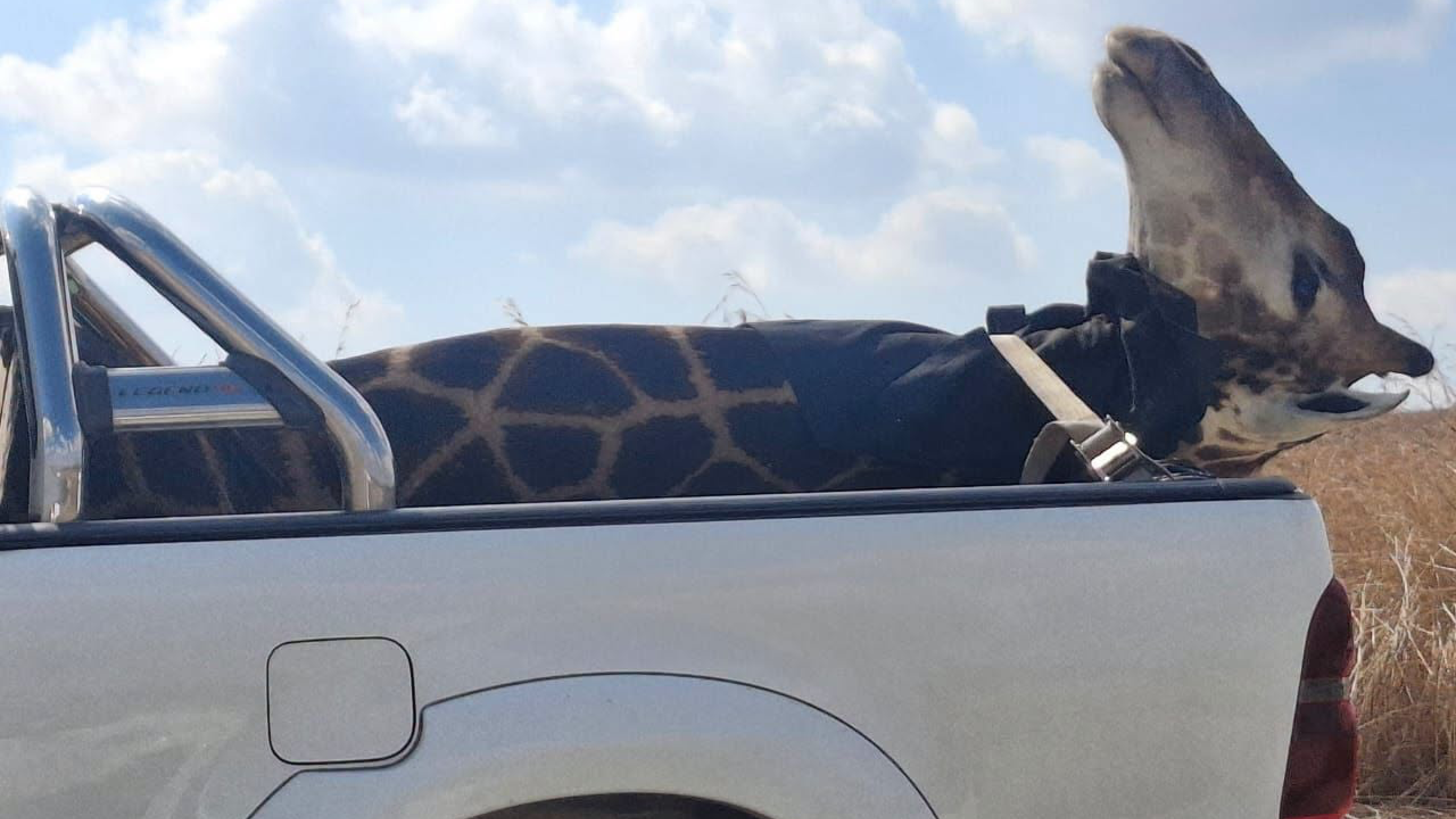 DA Stunt Sends Rescuers Racing to Fake Giraffe Emergency