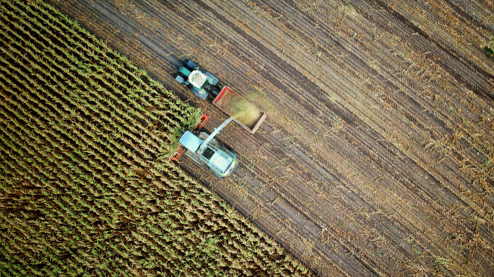 South Africans Earn R62,700 in High-Risk US Farm Jobs